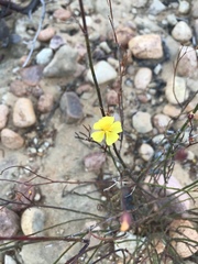 Crocanthemum aldersonii