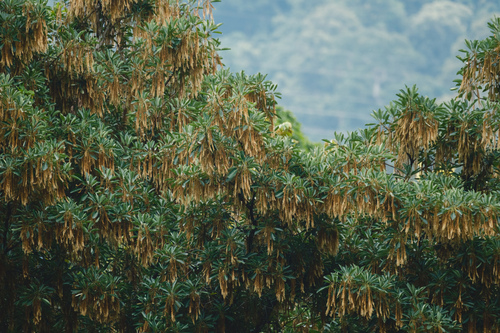 Image of Terminalia subspathulata by (c) Adam Kamal, some rights reserved (CC BY)