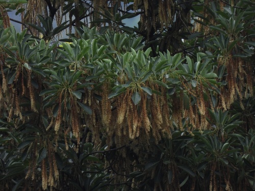Image of Terminalia subspathulata by (c) Adam Kamal, some rights reserved (CC BY)
