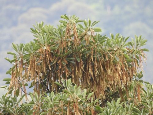 Image of Terminalia subspathulata by (c) Adam Kamal, some rights reserved (CC BY)