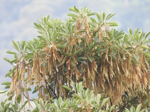 Image of Terminalia subspathulata by (c) Adam Kamal, some rights reserved (CC BY)