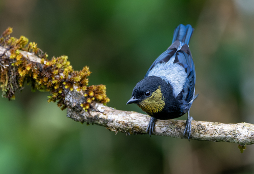 Silver-backed Tanager (Stilpnia viridicollis), photo 7