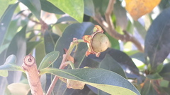 Xanthostemon chrysanthus