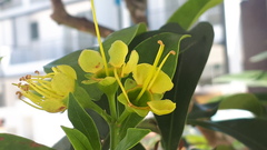 Xanthostemon chrysanthus