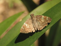 Xenophanes tryxus