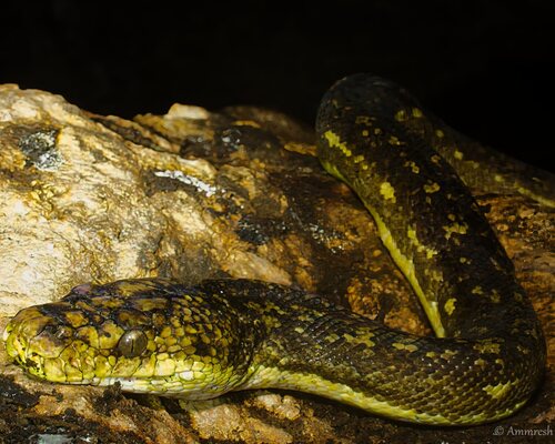 Photo of a Timor Python (Malayopython timoriensis)