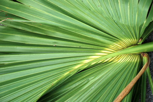 Sabal × brazoriensis, photograph 1