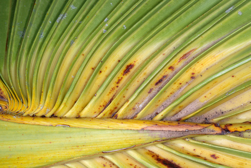 Sabal × brazoriensis, photograph 2