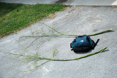 Sabal × brazoriensis, photograph 3