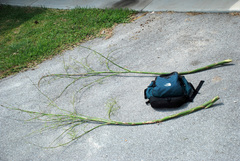 Sabal × brazoriensis, photograph Douglas Goldman, CC BY-SA, iNaturalist via GBIF