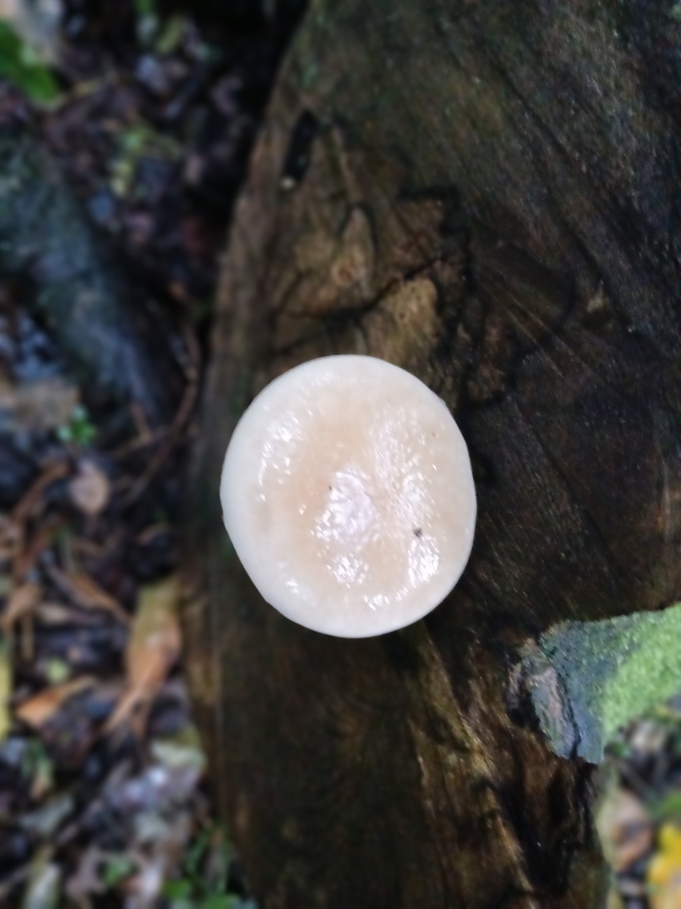 Cyclocybe parasitica · April 2025 · photo: © bigfarma2017 (iNaturalist, cc-by)