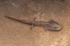Jinfo Salamander photo 1