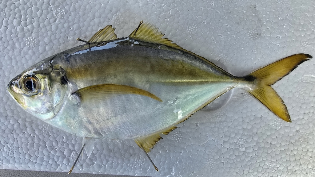 Bumper (Chloroscombrus orqueta) — Carangidae