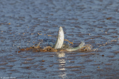 Leuresthes sardina
