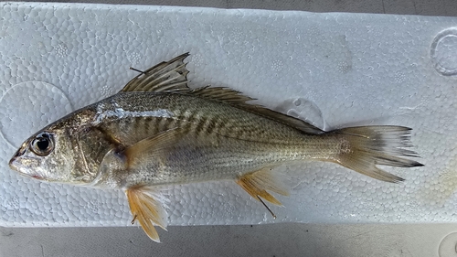 Bigeye croaker (Micropogonias megalops) — Sciaenidae — 5