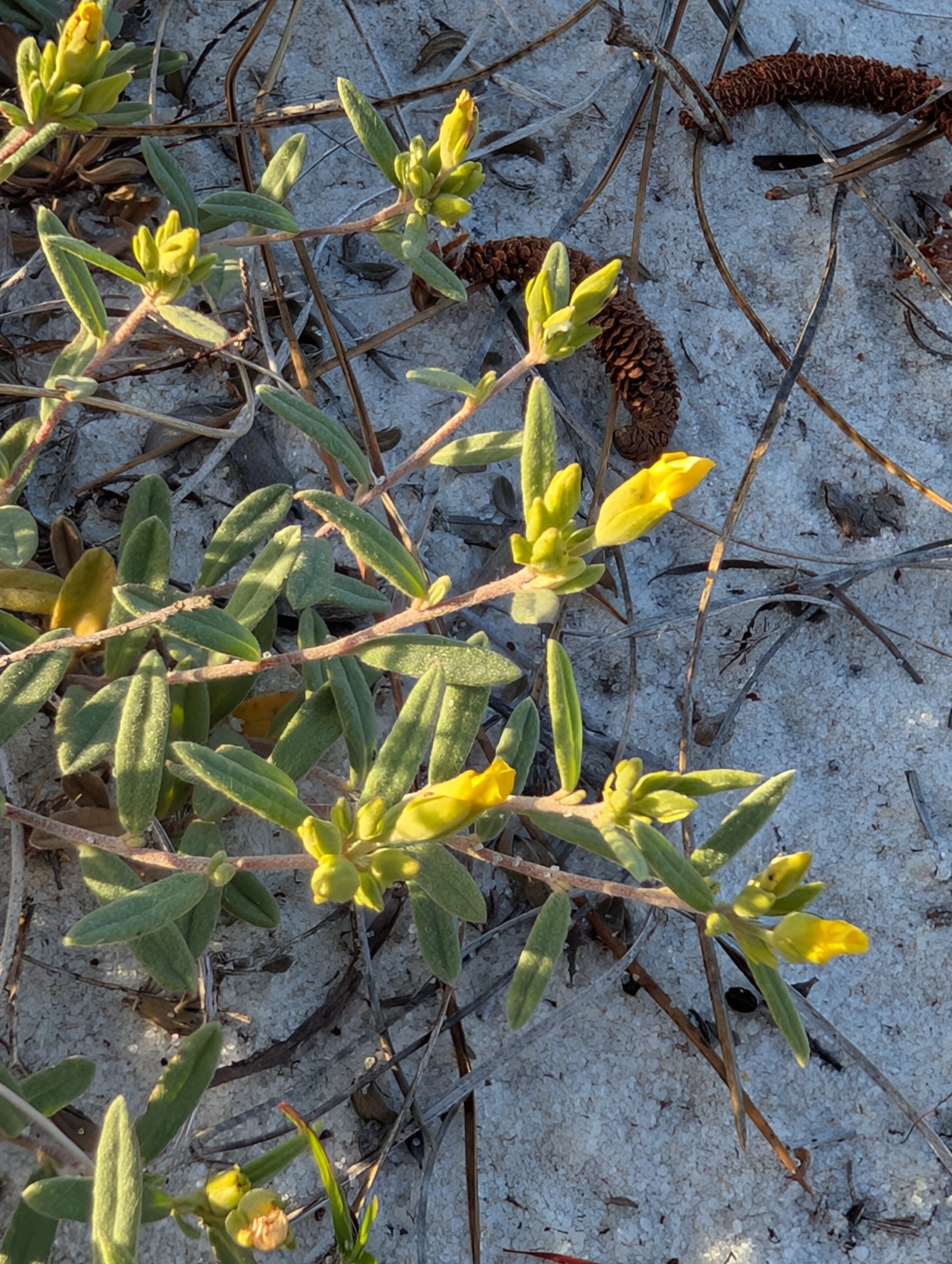 Coastalsand Frostweed (Crocanthemum arenicola)