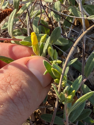 Crocanthemum arenicola, photograph 2