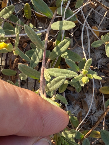 Crocanthemum arenicola, photograph 3