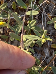 Crocanthemum arenicola, photograph (c) Scott Allen Davis, some rights reserved (CC BY)