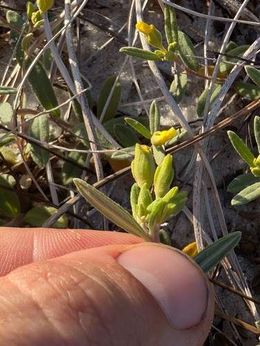 Crocanthemum arenicola, photograph 4