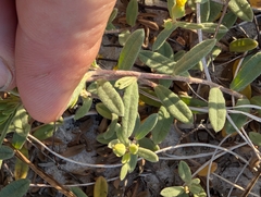 Crocanthemum arenicola, photograph (c) Scott Allen Davis, some rights reserved (CC BY)