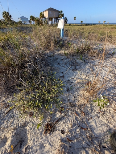 Crocanthemum arenicola, photograph 6