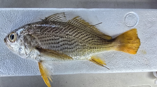 Steeplined drum (Larimus acclivis) — Sciaenidae — 2