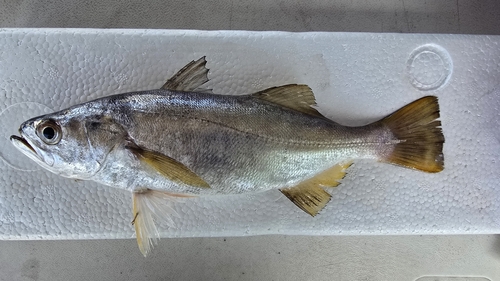 Bigeye corvina (Isopisthus remifer) — Sciaenidae — 2
