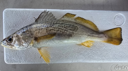Striped corvina (Cynoscion reticulatus) — Sciaenidae — 2
