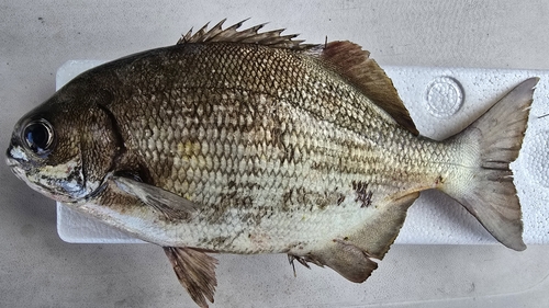 Cortez chub (Kyphosus elegans) — Kyphosidae — 2