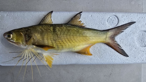 Barbeta amarilla (Polydactylus opercularis) — Polynemidae — 5