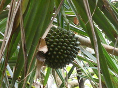 Pandanus utilis image