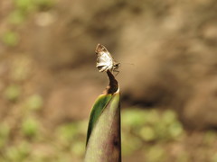 Hesperiidae