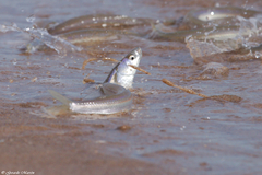 Leuresthes sardina