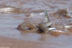 Leuresthes sardina