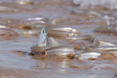 Leuresthes sardina