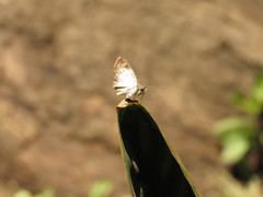 Hesperiidae