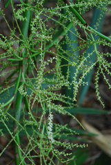Sabal × brazoriensis, photograph Douglas Goldman, CC BY-SA, iNaturalist via GBIF