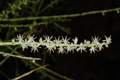 Sabal × brazoriensis, photograph Douglas Goldman, CC BY-SA, iNaturalist via GBIF