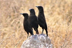 Myrmecocichla aethiops