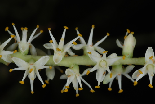 Sabal × brazoriensis, photograph 6
