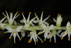 Sabal × brazoriensis, photograph Douglas Goldman, CC BY-SA, iNaturalist via GBIF