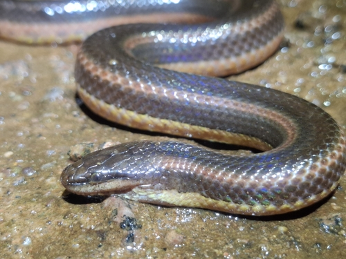 Macleay's Water Snake sighting