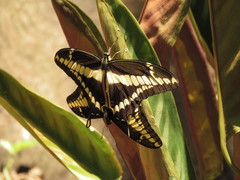 Heraclides thoas