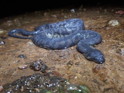 Arafura File Snake sighting