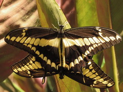 Heraclides thoas
