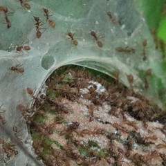 Oecophylla longinoda