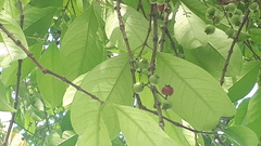 Syzygium polyanthum