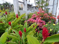 Alpinia purpurata