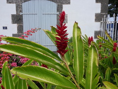Alpinia purpurata